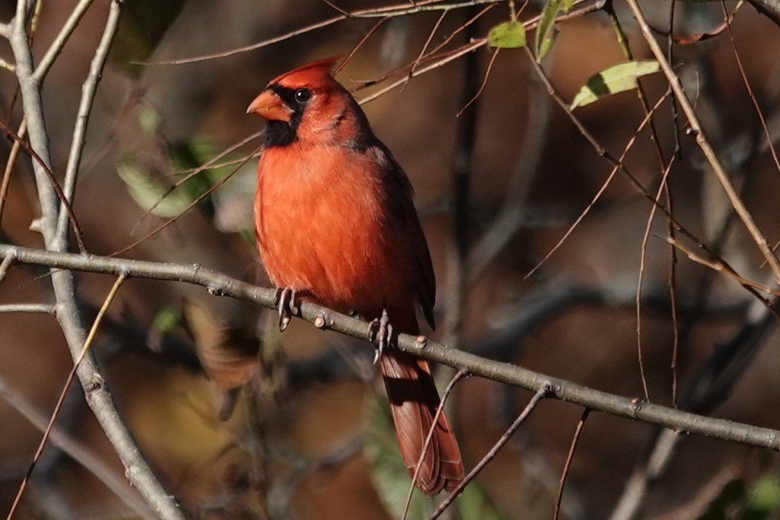 Kırmızı Kardinal - ML644773127