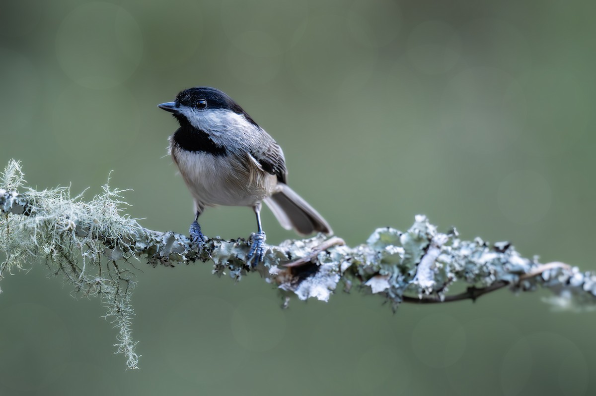 Гаїчка каролінська - ML644773133