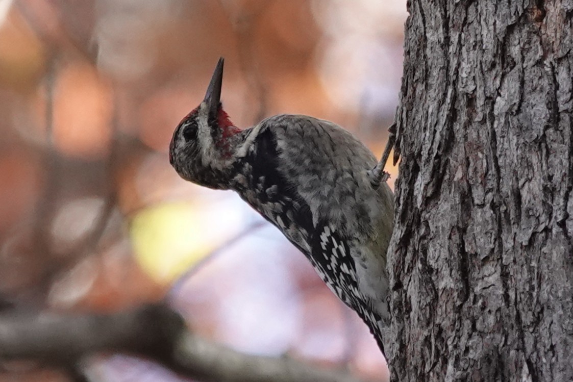 Yellow-bellied Sapsucker - ML644773154
