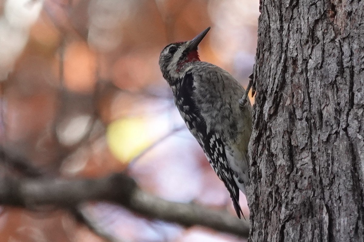 Yellow-bellied Sapsucker - ML644773155