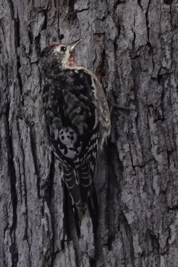 Yellow-bellied Sapsucker - ML644773156