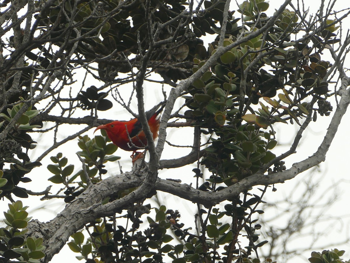 Iiwikleidervogel - ML644773159