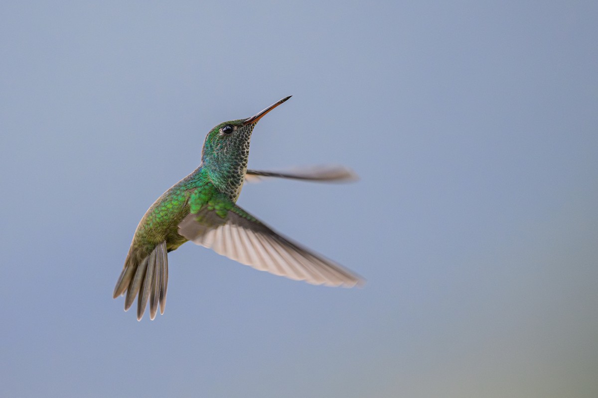 Versicolored Emerald - ML644773161