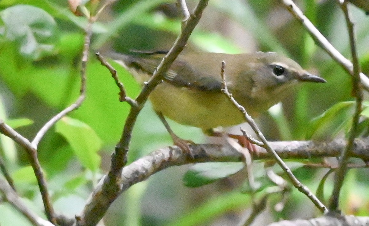 Black-throated Blue Warbler - ML644773163