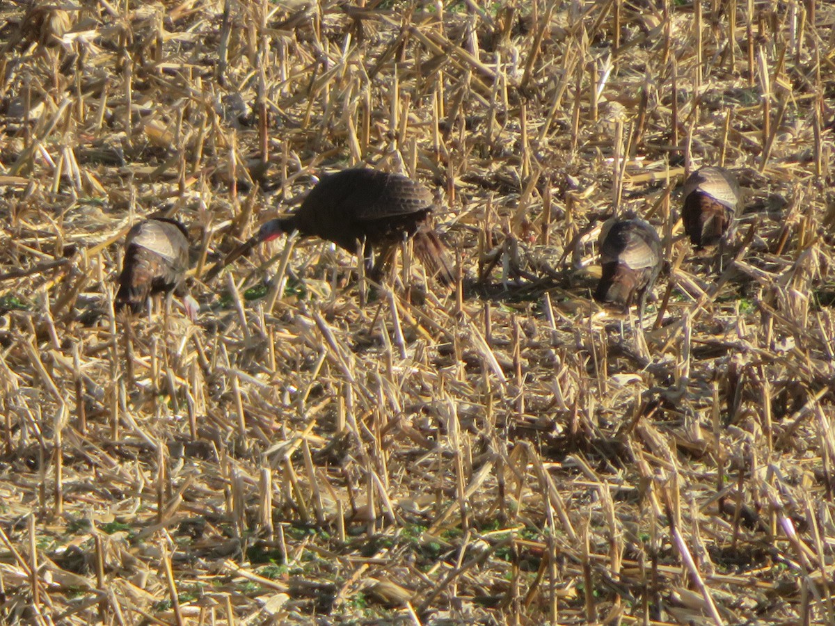 Indioilar arrunta - ML644773167