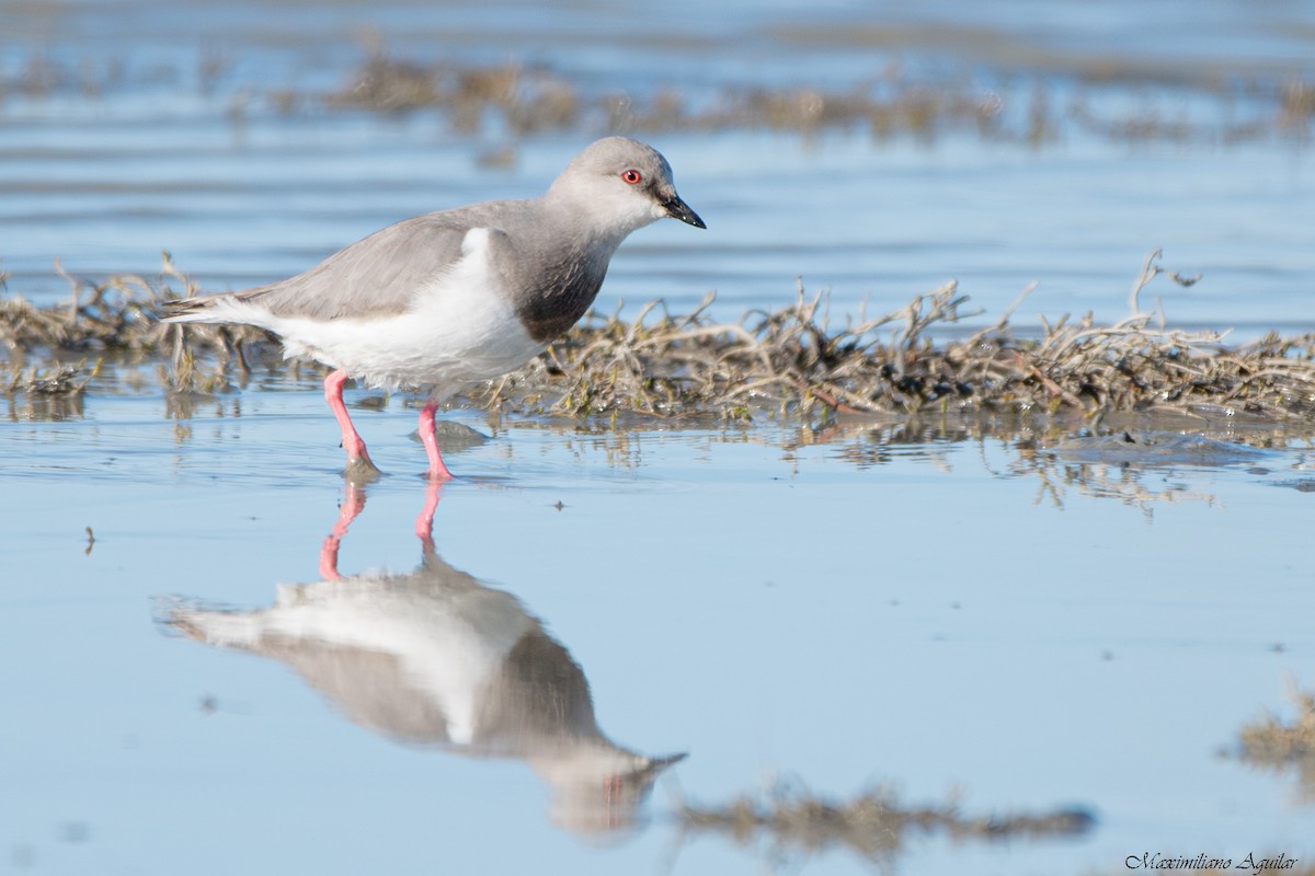 Магелланова ржанка - ML644773172