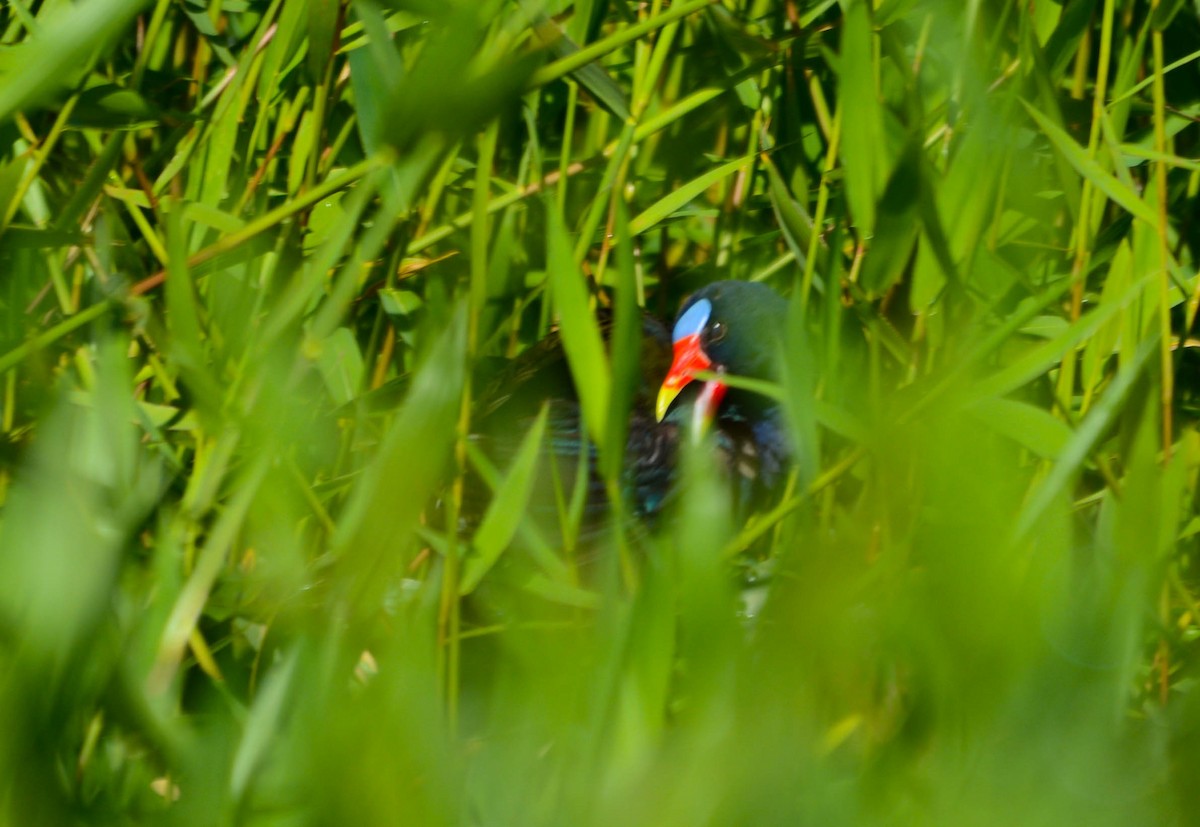 Zwergsultanshuhn - ML644773173