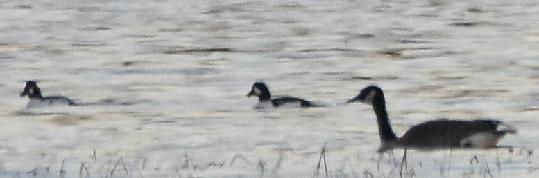 Исландский гоголь - ML644773184