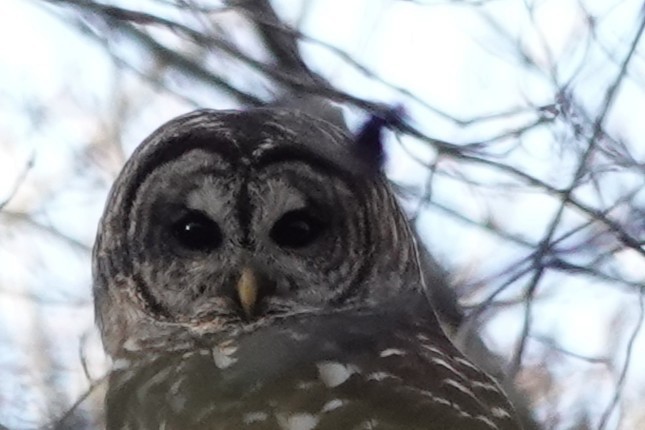 Barred Owl - ML644773185