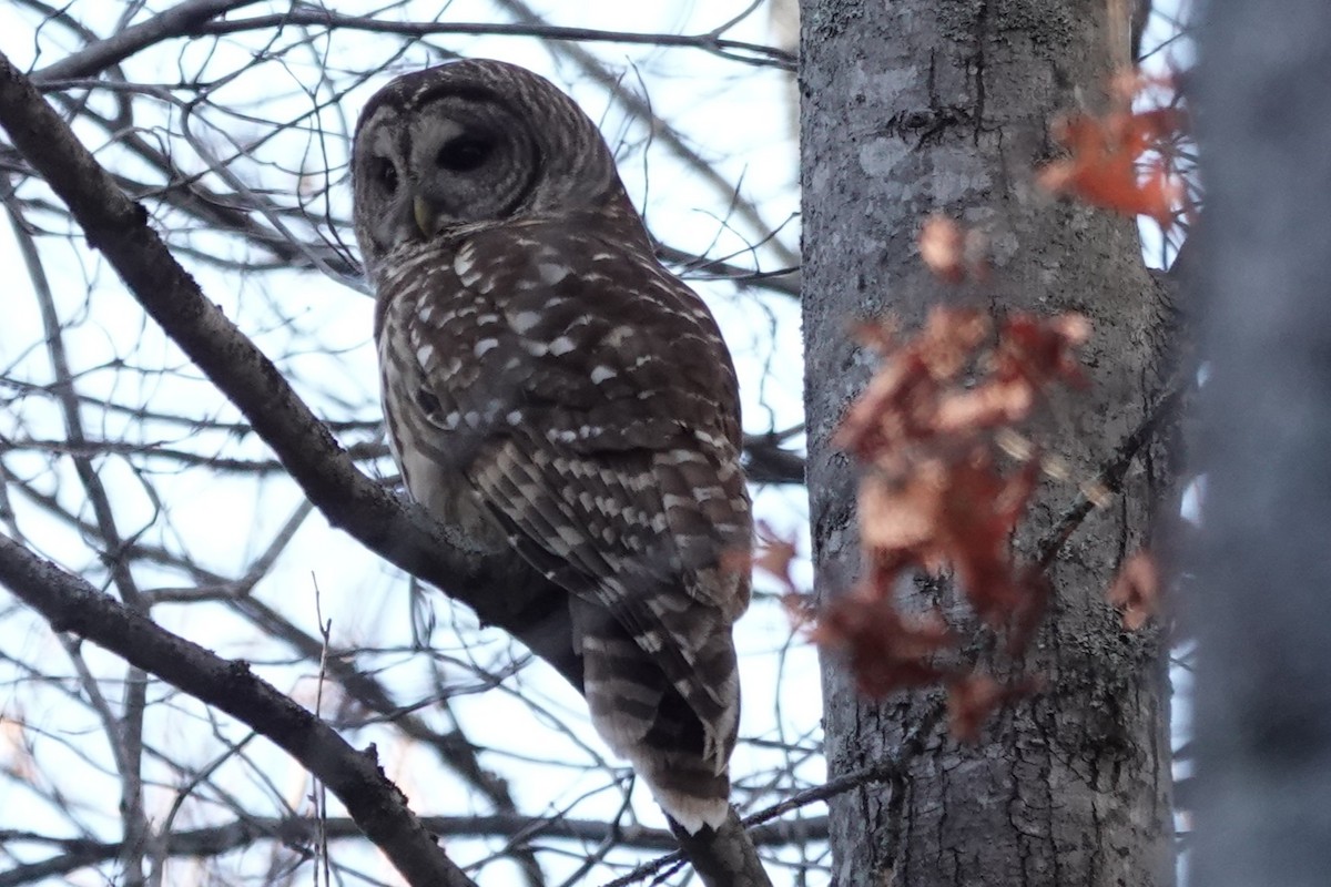 Barred Owl - ML644773186