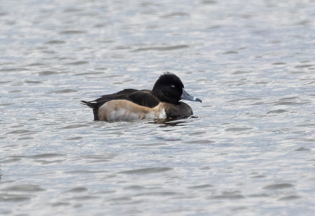 Murgilari lepokoduna - ML644773187