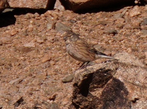 Txoka arrunta - ML644773188