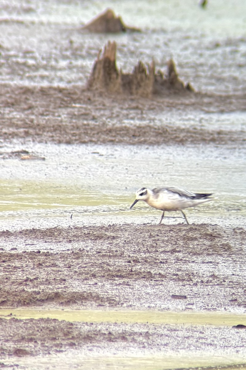 Mendebal-txori mokolodia - ML644773191