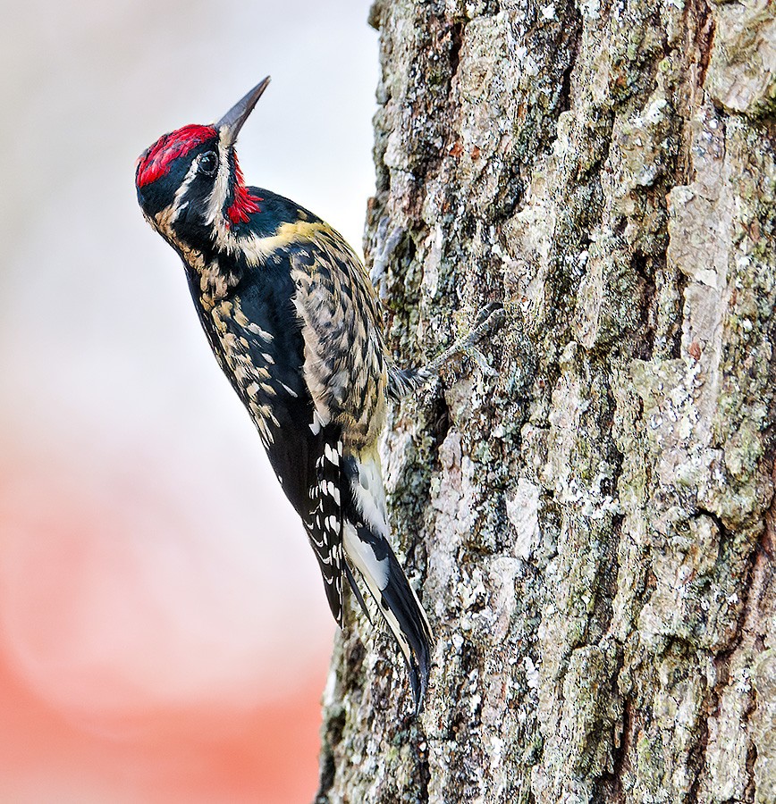 Yellow-bellied Sapsucker - ML644773192