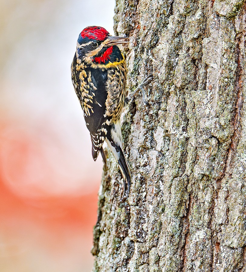 Yellow-bellied Sapsucker - ML644773193