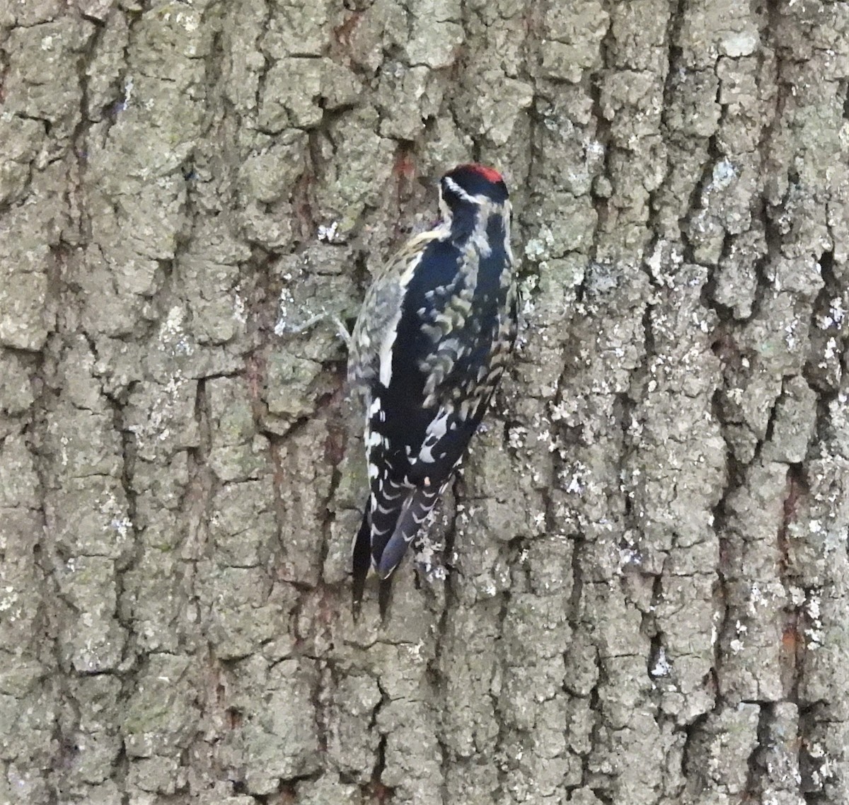 Yellow-bellied Sapsucker - ML644773194