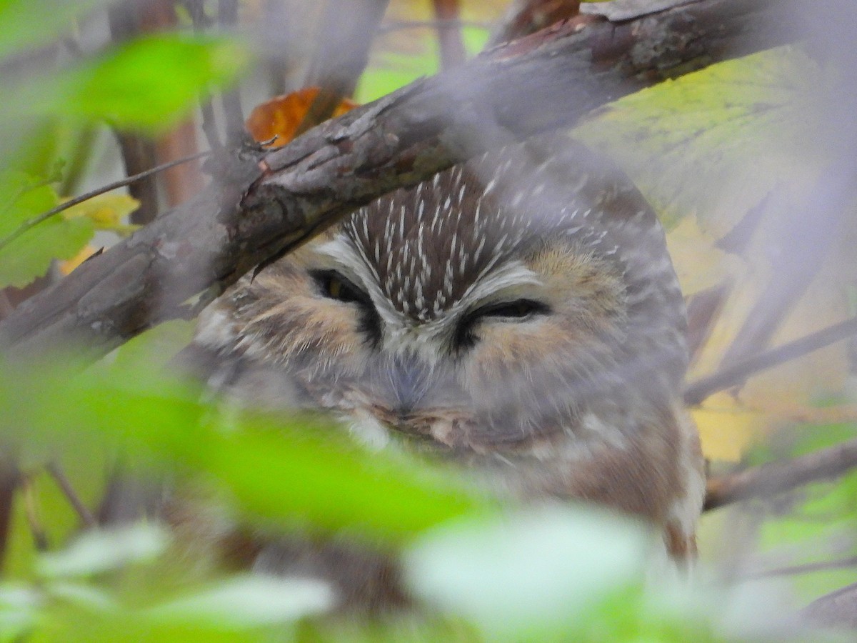 Northern Saw-whet Owl - ML644773195