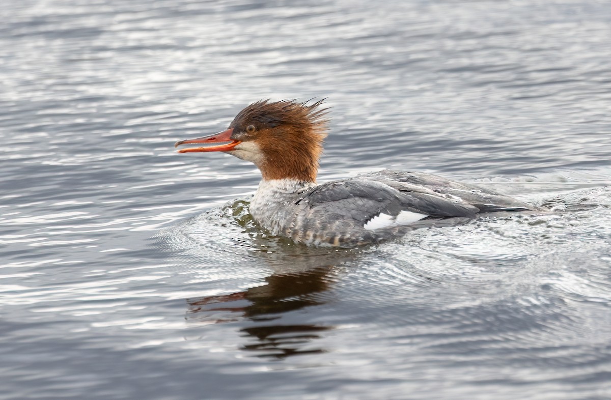 Zerra handia - ML644773196