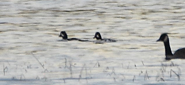 Исландский гоголь - ML644773197