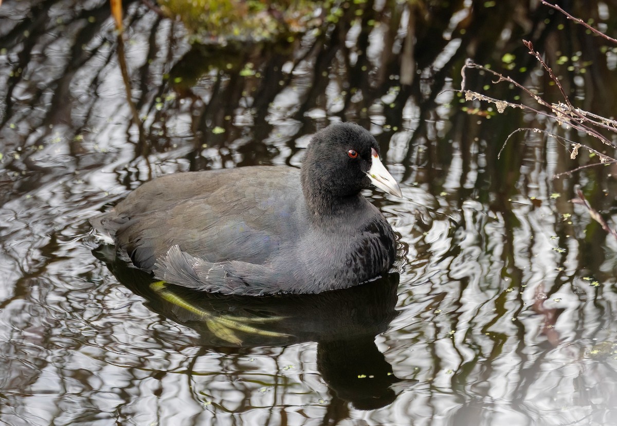 Kopetazuri amerikarra - ML644773198