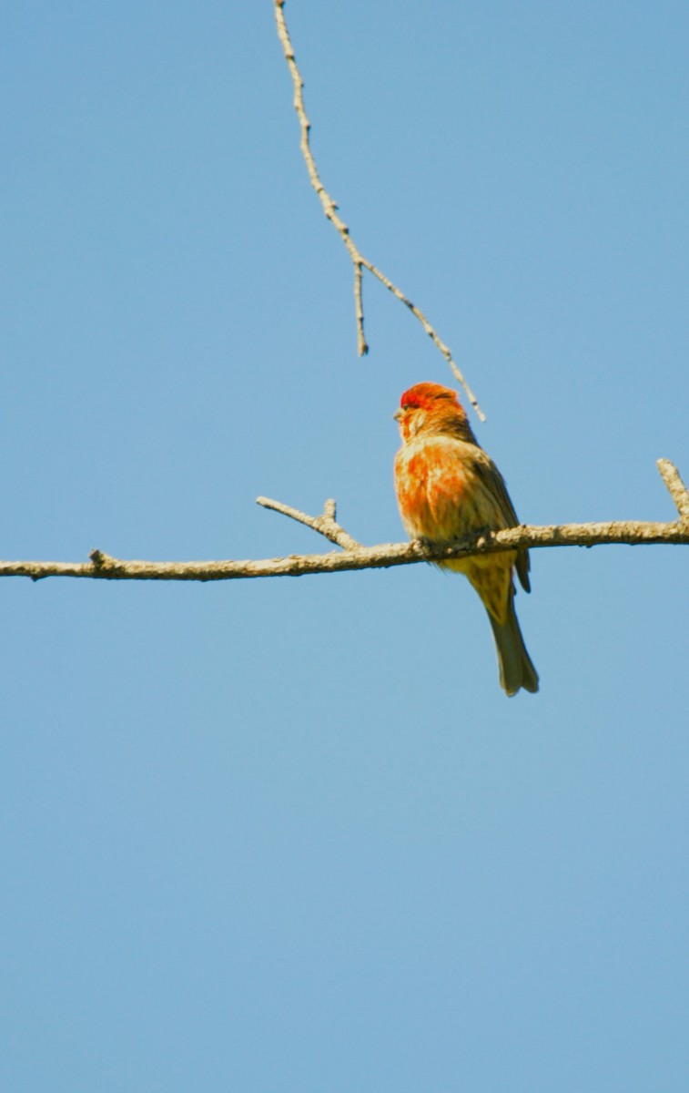 Burugorri arrunta - ML644773199