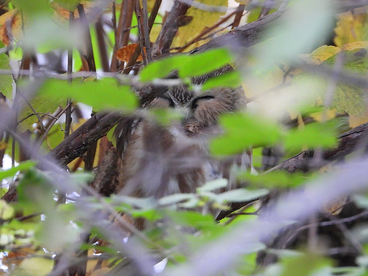 Northern Saw-whet Owl - ML644773202