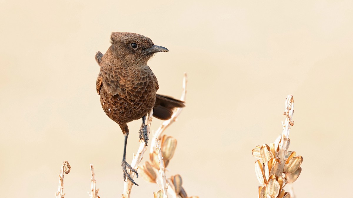 Southern Anteater-Chat - ML644773203