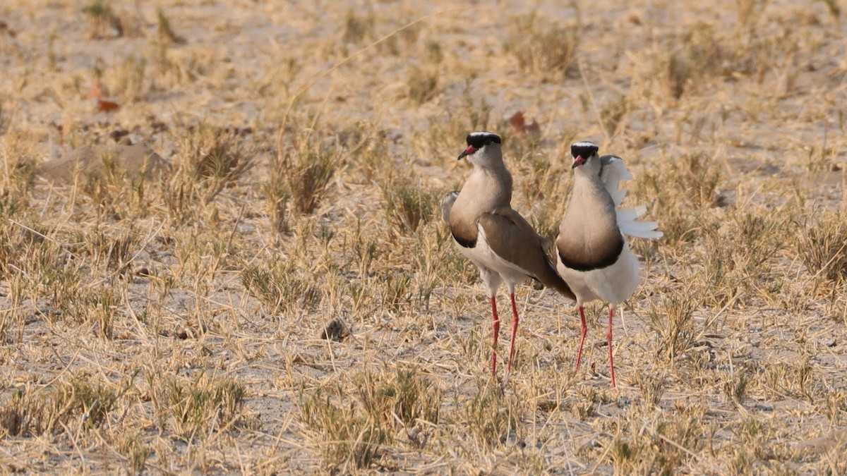 Crowned Lapwing - ML644773209