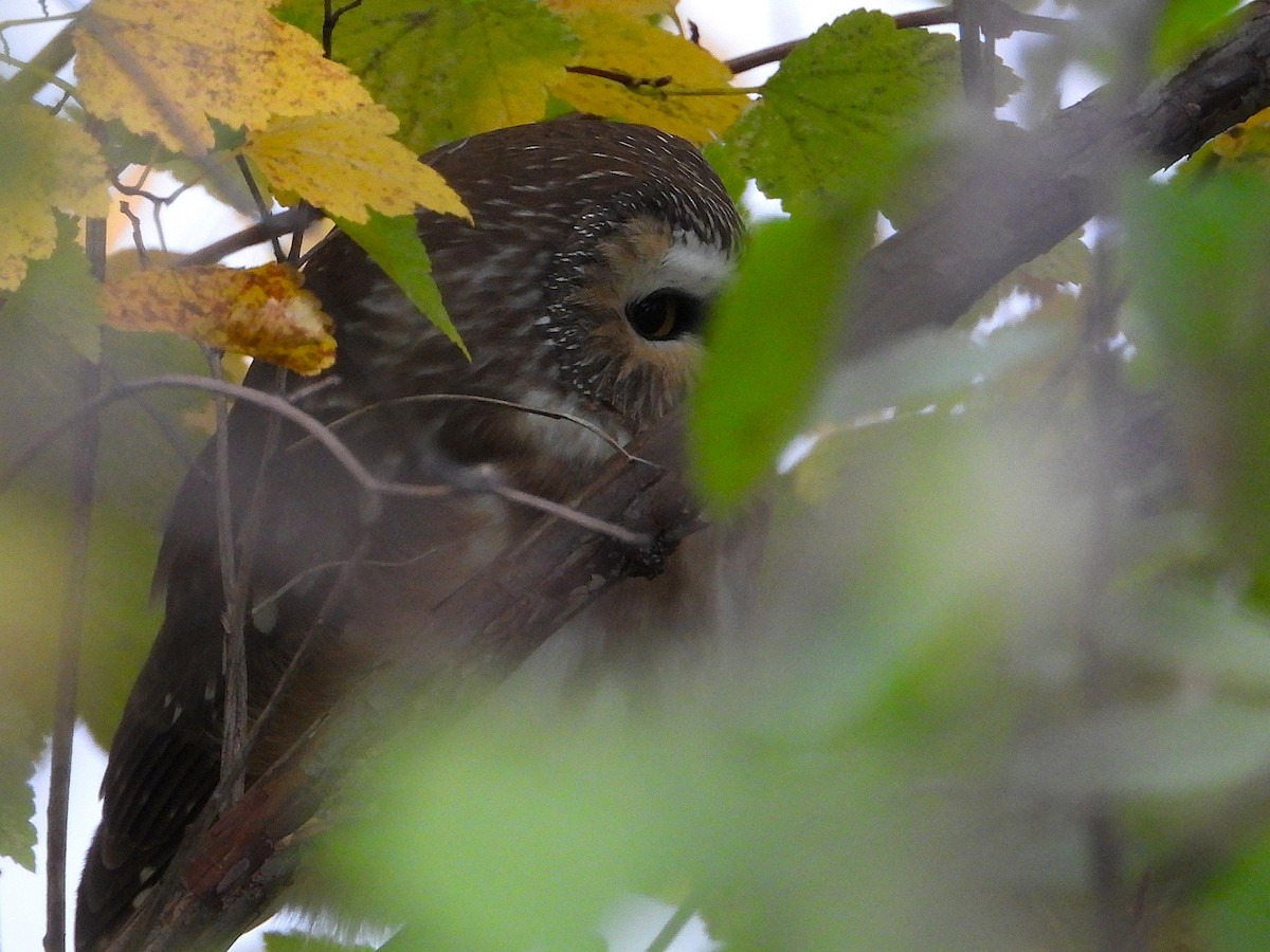 Northern Saw-whet Owl - ML644773211