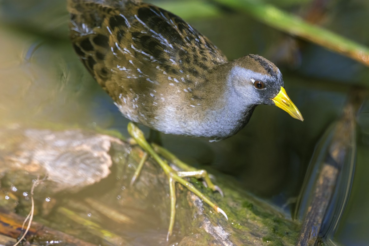 Sora uroilanda - ML644773212