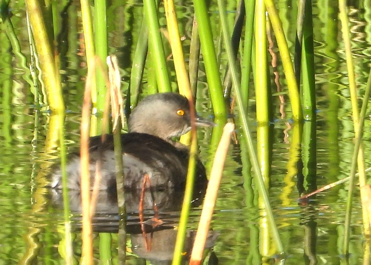 Txilinporta beltza - ML644773214