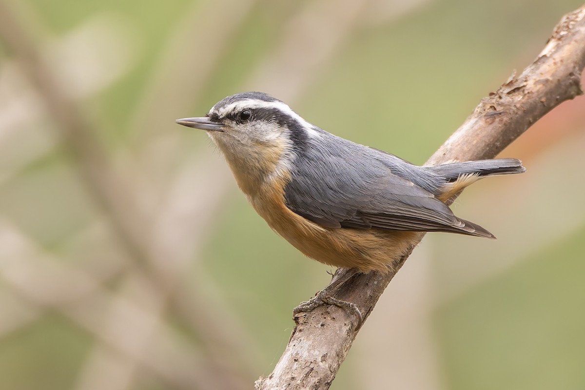 Garrapo kanadarra - ML644773215