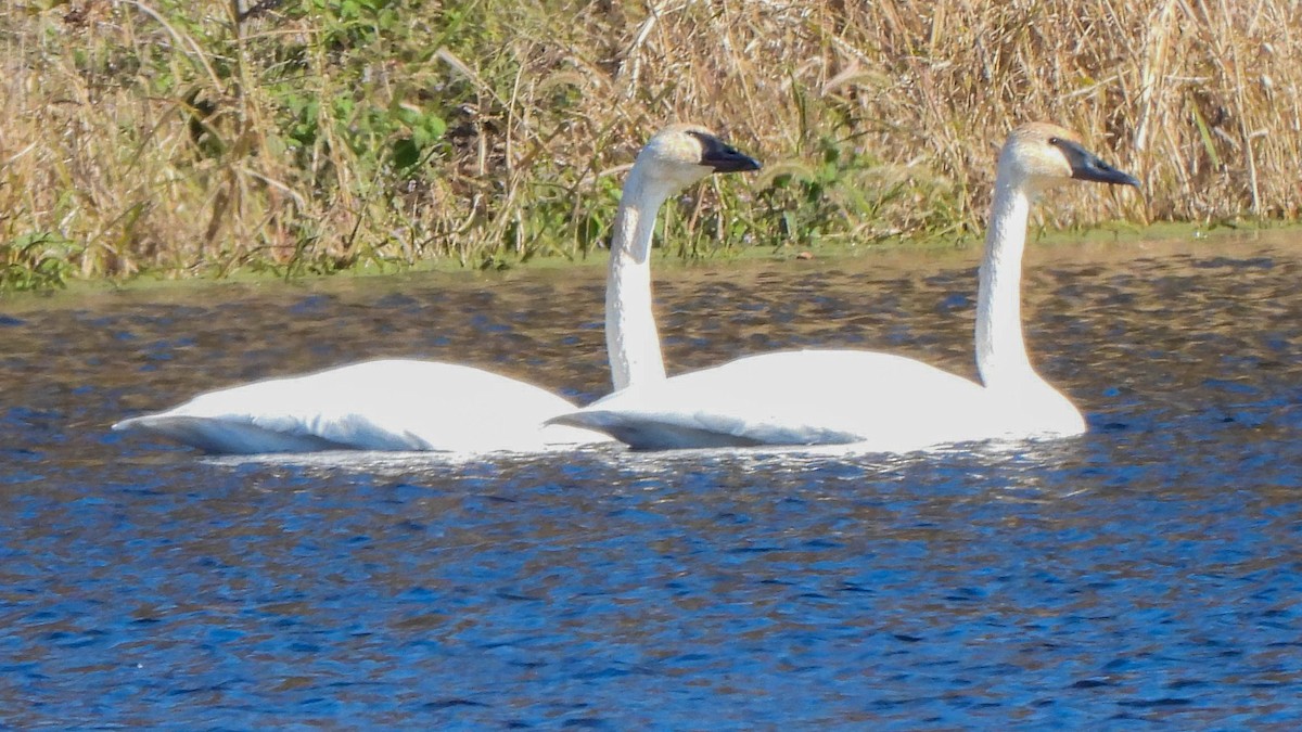 Beltxarga tronpetaria - ML644773217