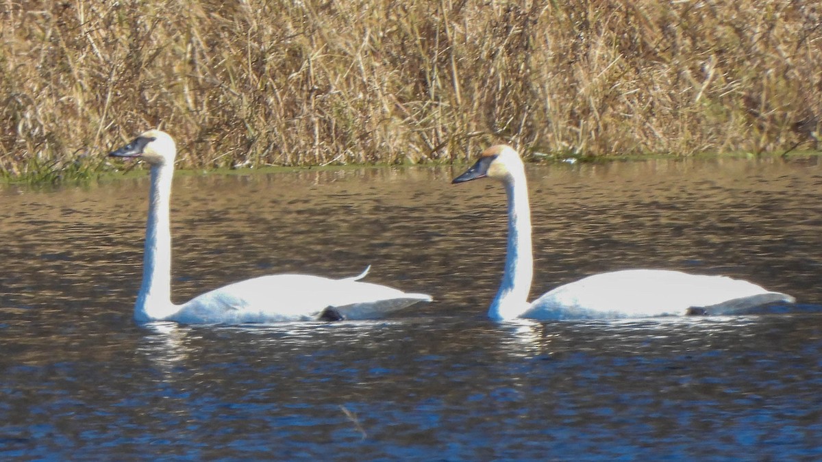 Beltxarga tronpetaria - ML644773218