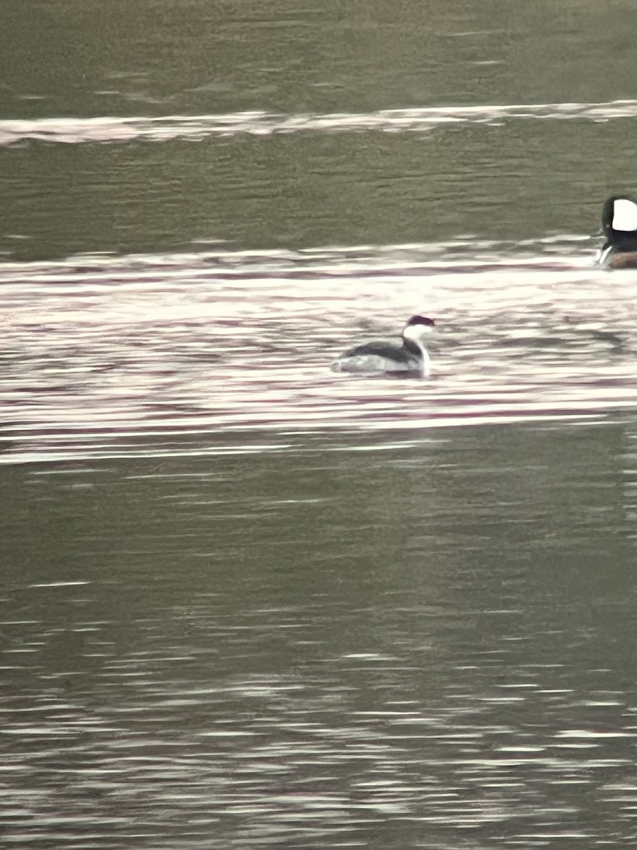 Txilinporta urrebelarria - ML644773219