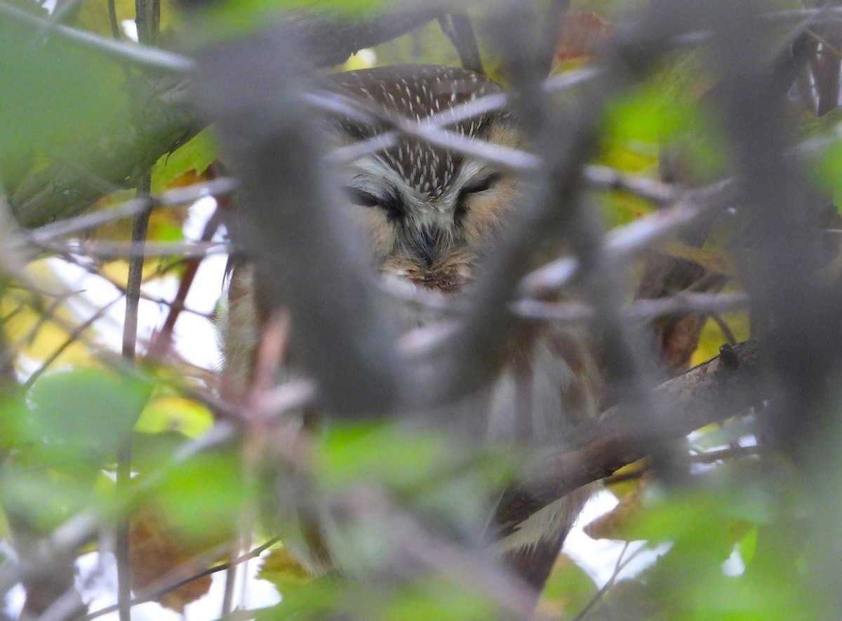 Northern Saw-whet Owl - ML644773221
