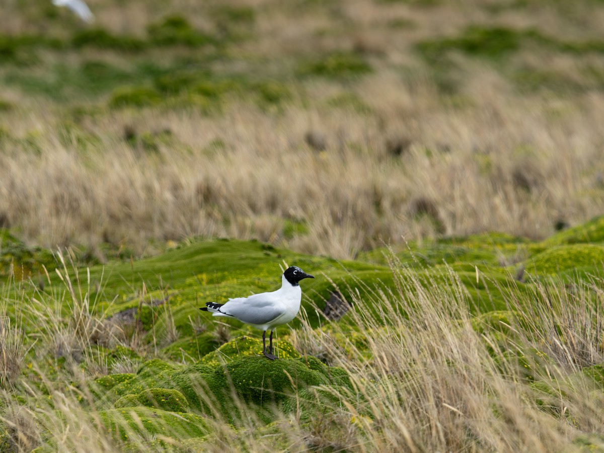 Andean Gull - ML644773228