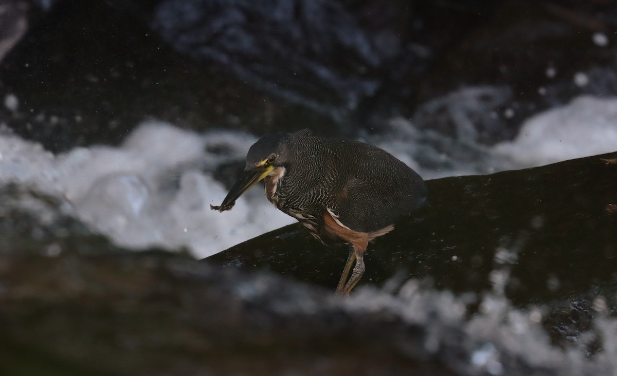 Fasciated Tiger-Heron - ML644773229