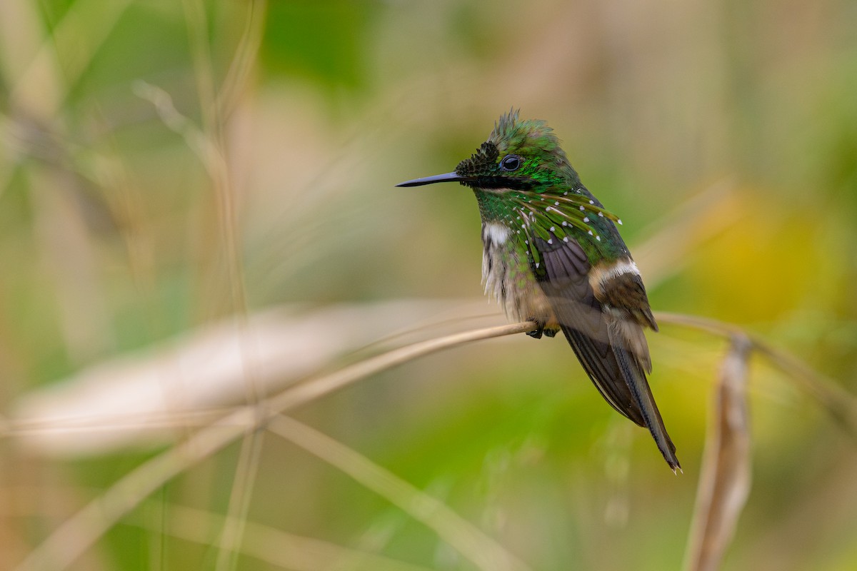 Festive Coquette - ML644773230