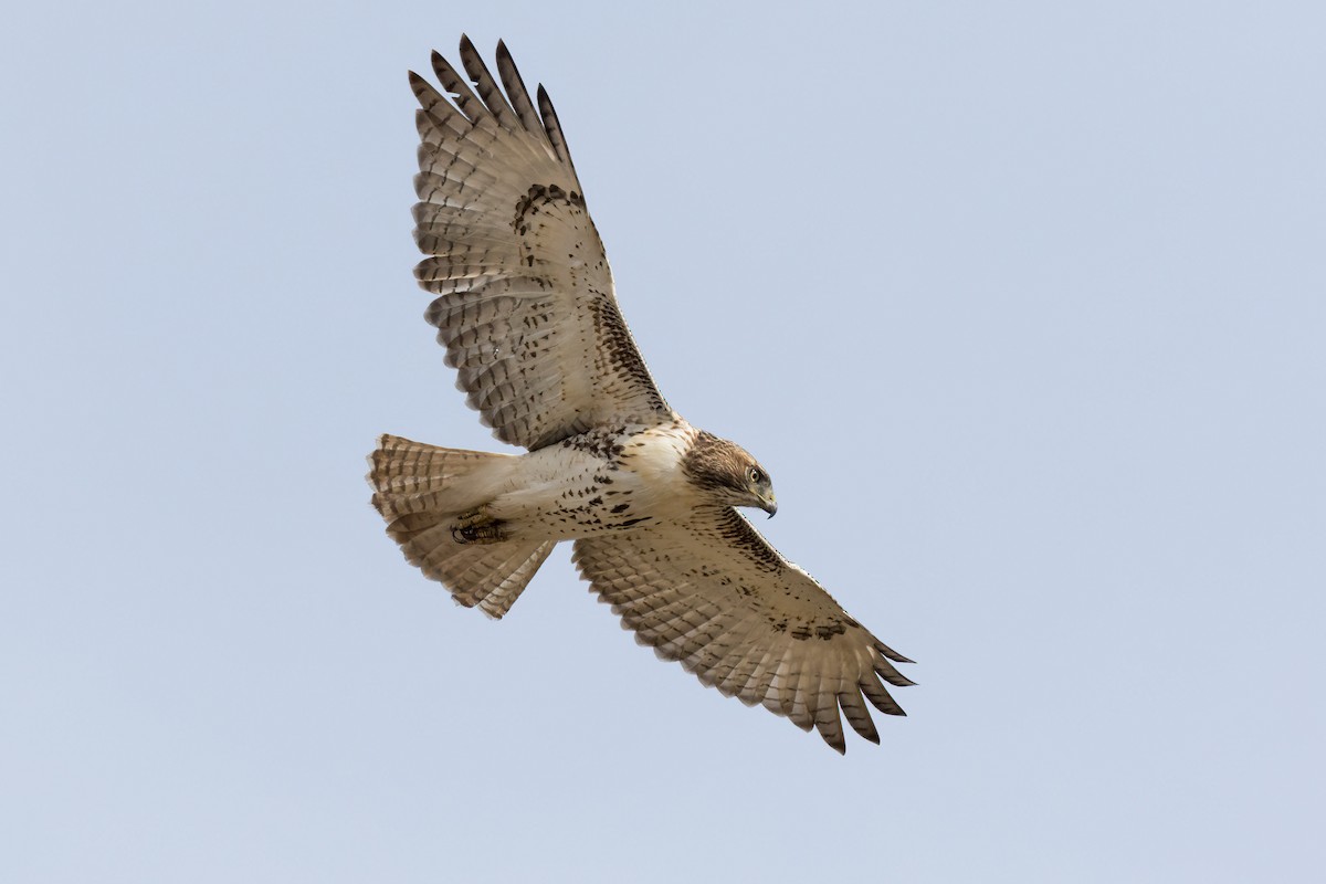 Poiana codarossa - ML644773231