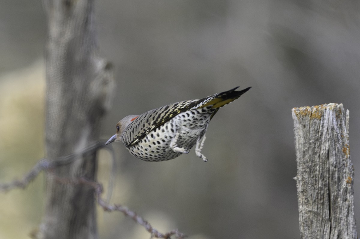Northern Flicker (Yellow-shafted) - ML644773232