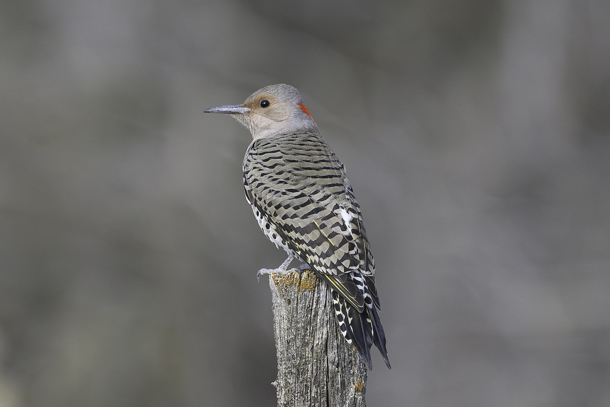 Northern Flicker (Yellow-shafted) - ML644773233