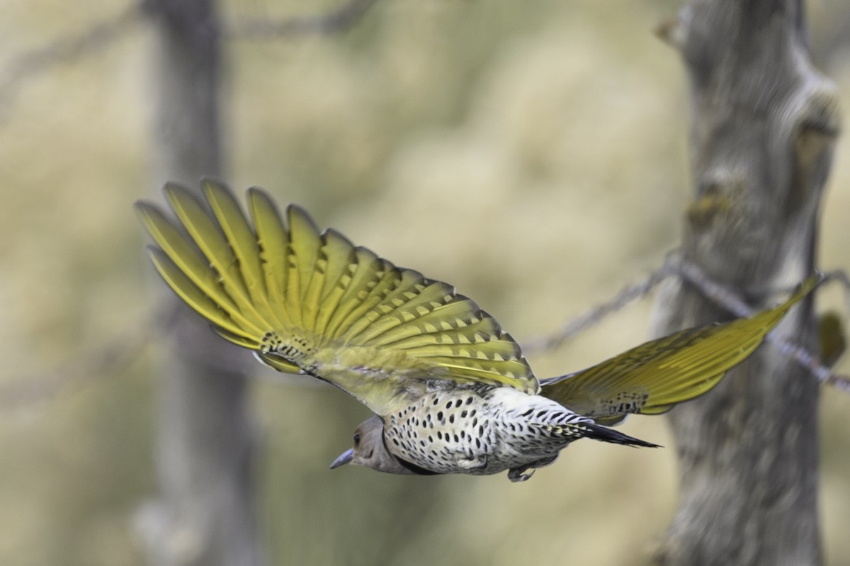 Northern Flicker (Yellow-shafted) - ML644773234