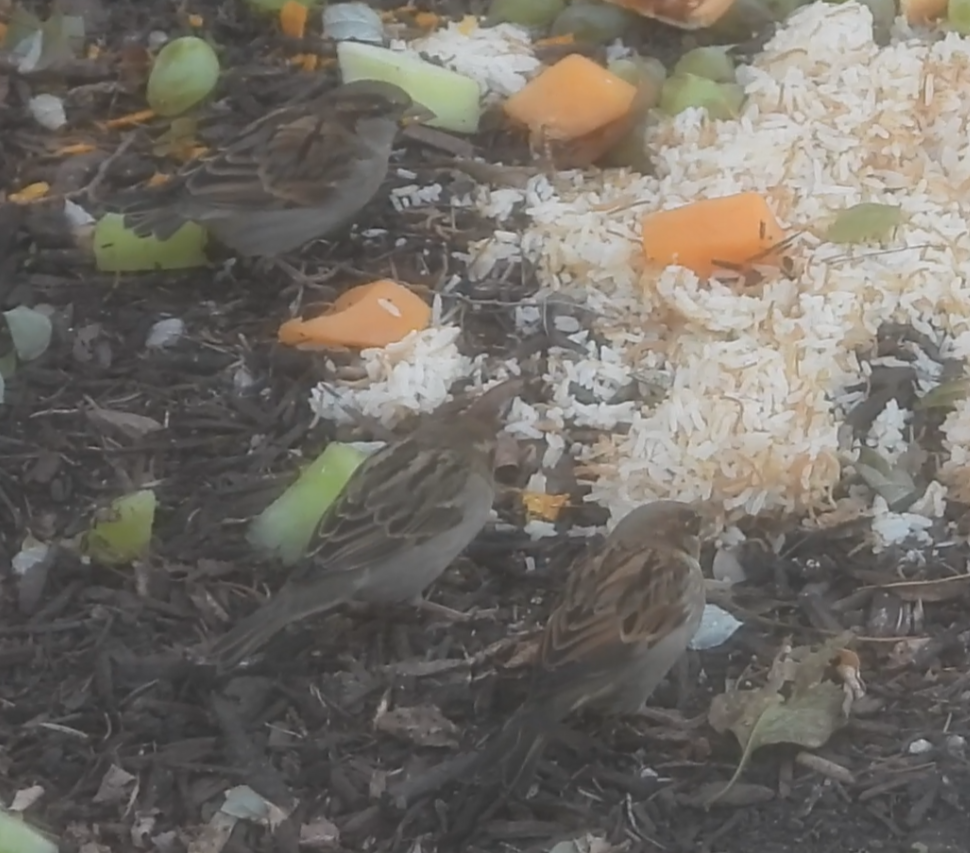 gråspurv - ML644773235