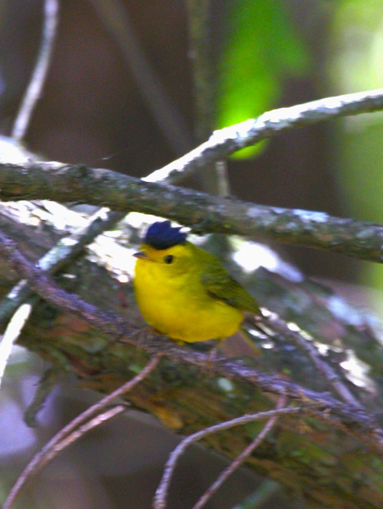 Wilson's Warbler - ML644773237