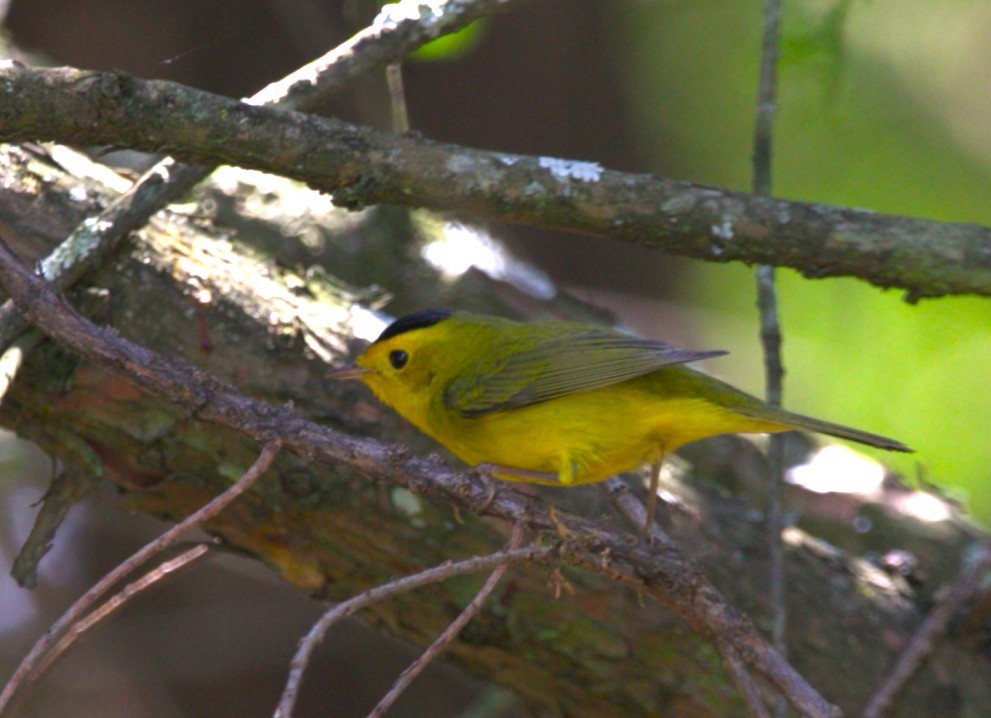 Wilson's Warbler - ML644773238