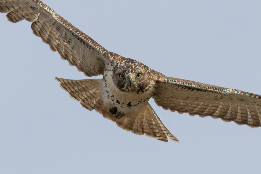 Poiana codarossa - ML644773244