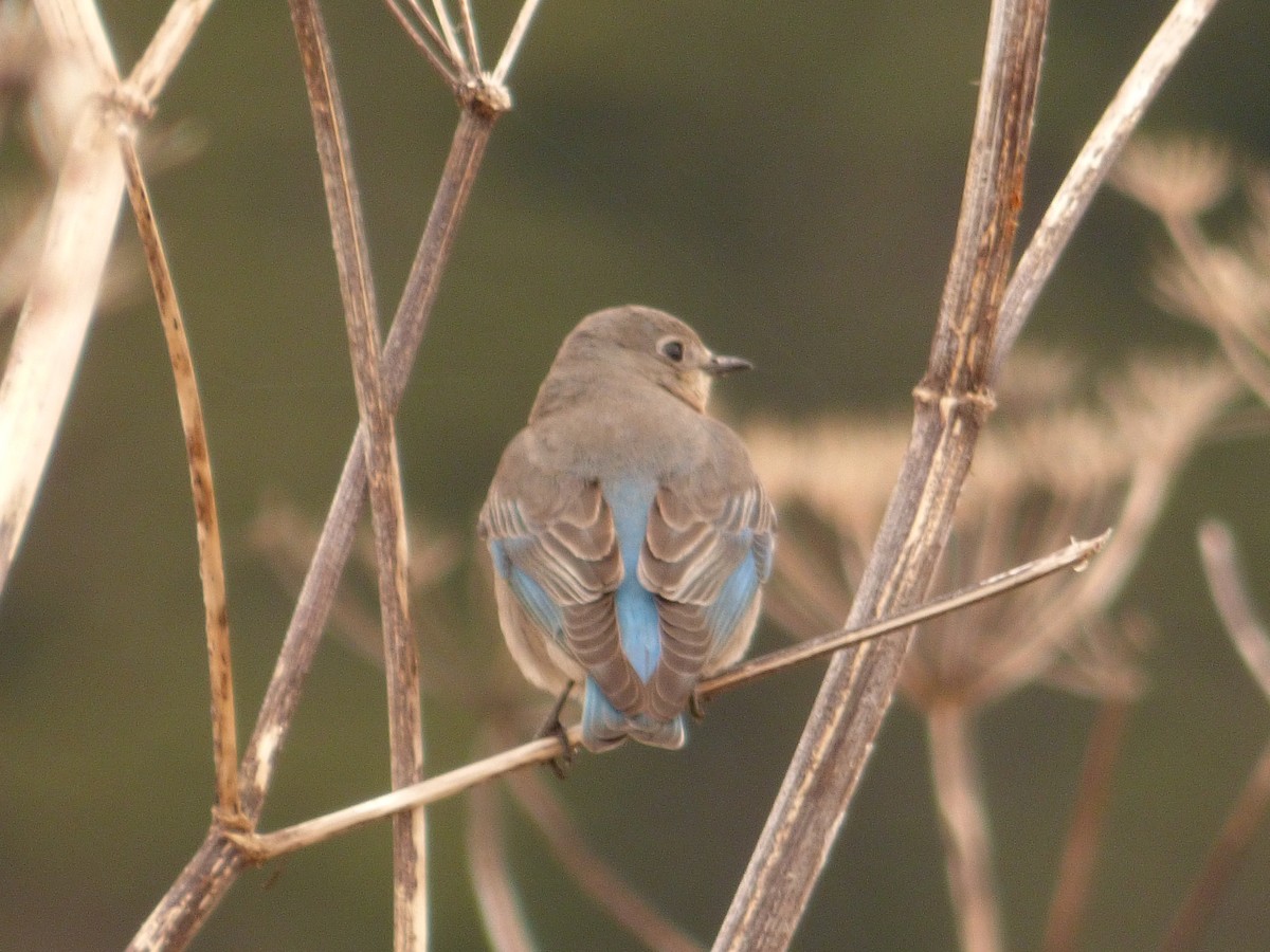 Berghüttensänger - ML644773247