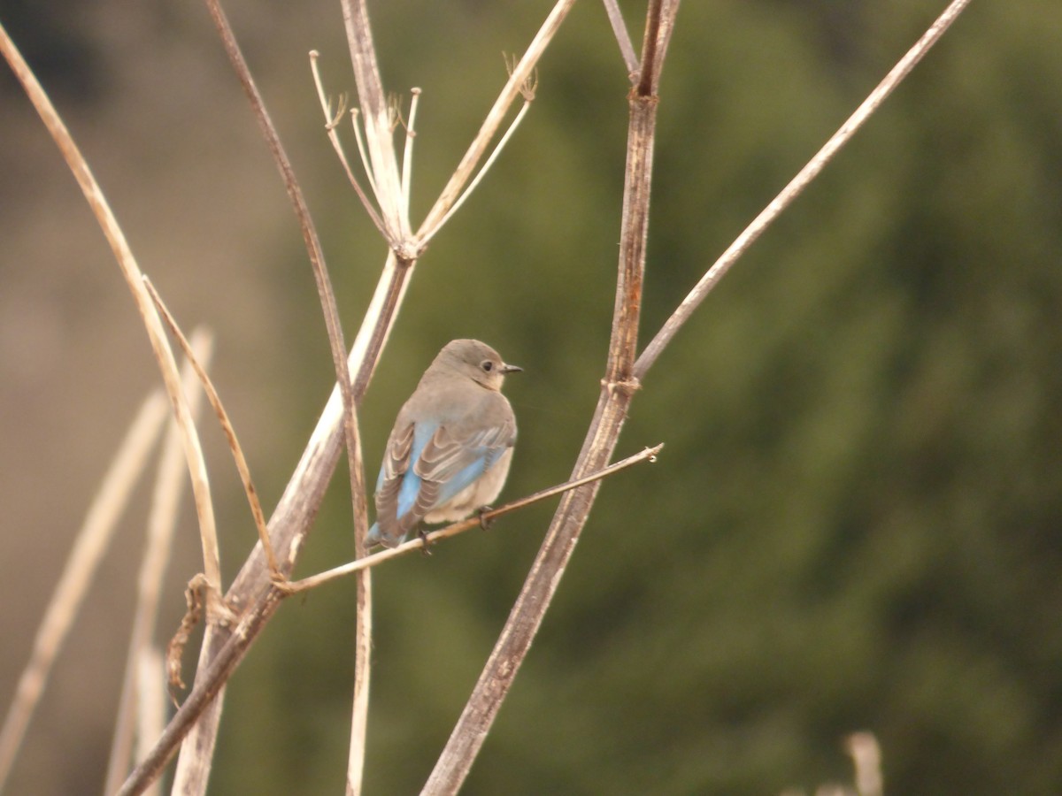 Berghüttensänger - ML644773248