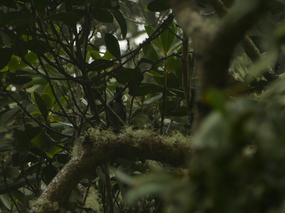 Hawaiiklarino - ML644773251